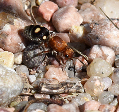 Dasymutilla quadriguttata
