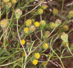 Picradeniopsis multiflora