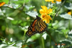 Danaus plexippus