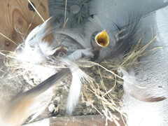 Hirundo rustica