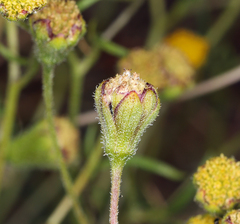 Picradeniopsis multiflora