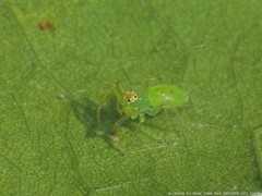 Lyssomanes viridis