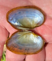 Cambarunio taeniatus