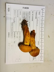 Aureonarius limonius