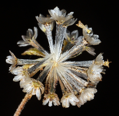 Picradeniopsis multiflora