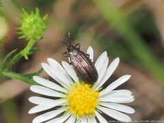 Microrhopala vittata