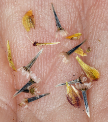 Picradeniopsis multiflora