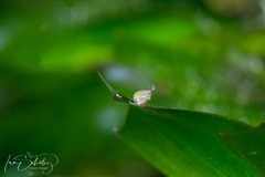 Cystiscus obesulus