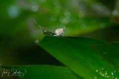 Cystiscus obesulus