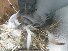 Hirundo rustica