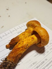 Aureonarius limonius