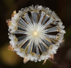 Picradeniopsis multiflora