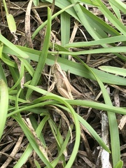 Aiolopus thalassinus tamulus