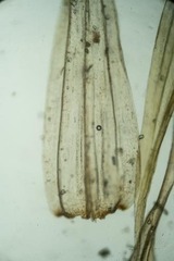 Tomentypnum nitens