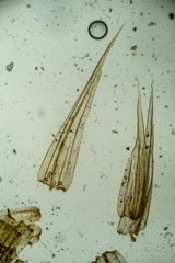 Tomentypnum nitens