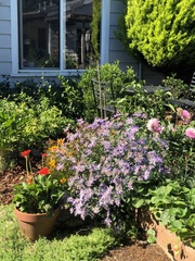 Eucephalus ledophyllus