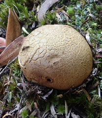 Scleroderma flavidum macrosporum