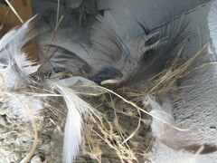 Hirundo rustica