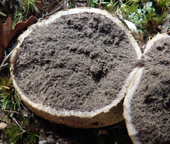 Scleroderma flavidum macrosporum