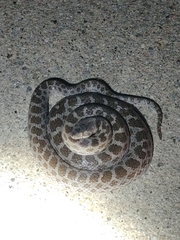 Hypsiglena ochrorhynchus