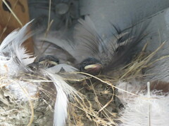 Hirundo rustica
