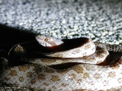 Hypsiglena ochrorhynchus