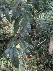 Maytenus peduncularis