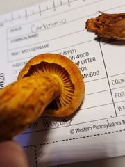 Aureonarius limonius