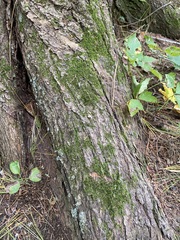 Dicranum montanum