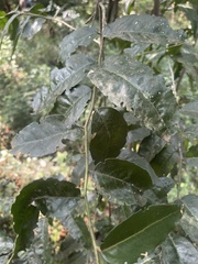 Maytenus peduncularis