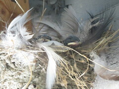 Hirundo rustica