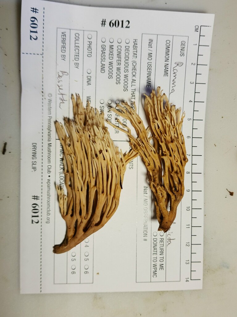 Ramaria sp. 'stricta-PA01'
