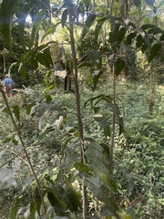 Maytenus peduncularis