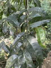 Maytenus peduncularis