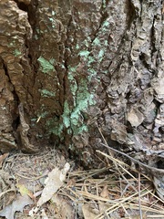 Lecanora thysanophora