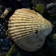 Clinocardium nuttallii