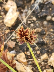 Cyperus squarrosus