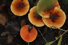 Hygrophoropsis rufa