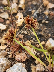 Cyperus squarrosus