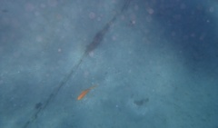 Hypsypops rubicundus