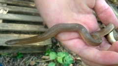 Virginia valeriae elegans