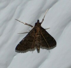 Steniodes declivalis