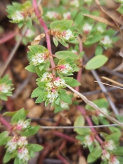 Euphorbia indivisa