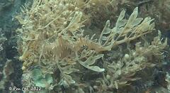 Phycodurus eques