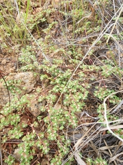 Euphorbia indivisa
