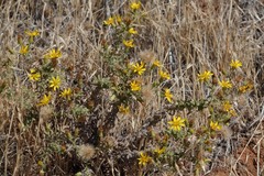 Heterotheca sessiliflora