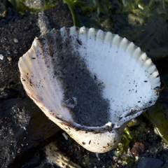 Clinocardium nuttallii