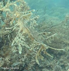 Phycodurus eques
