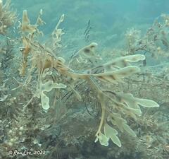 Phycodurus eques