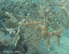 Phycodurus eques